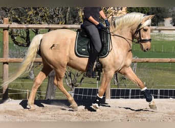 Andalusier, Wallach, 7 Jahre, 156 cm, Palomino