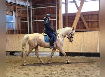 Andalusier Mix, Wallach, 7 Jahre, 157 cm, Falbe