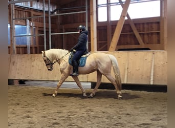 Andalusier Mix, Wallach, 7 Jahre, 157 cm, Falbe