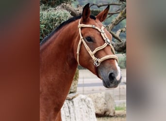 Andalusier Mix, Wallach, 7 Jahre, 158 cm, Hellbrauner