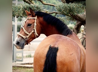 Andalusier Mix, Wallach, 7 Jahre, 158 cm, Hellbrauner