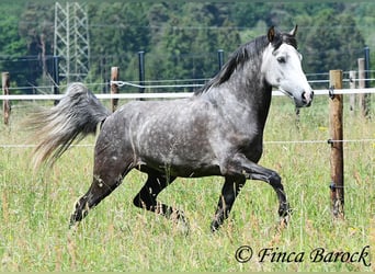 Andalusier, Wallach, 7 Jahre, 158 cm, Schimmel