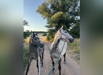 Andalusier, Wallach, 7 Jahre, 159 cm, Apfelschimmel