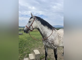 Andalusier, Wallach, 7 Jahre, 159 cm, Apfelschimmel