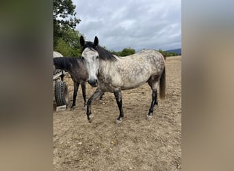 Andalusier, Wallach, 7 Jahre, 159 cm, Apfelschimmel