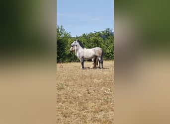 Andalusier, Wallach, 7 Jahre, 159 cm, Apfelschimmel