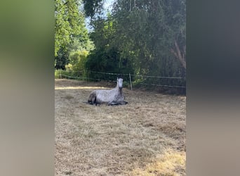 Andalusier, Wallach, 7 Jahre, 159 cm, Apfelschimmel