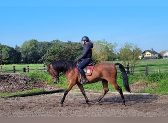 Andalusier Mix, Wallach, 7 Jahre, 159 cm, Dunkelbrauner