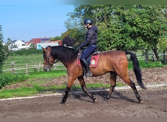 Andalusier Mix, Wallach, 7 Jahre, 159 cm, Dunkelbrauner