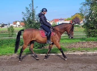 Andalusier Mix, Wallach, 7 Jahre, 159 cm, Dunkelbrauner