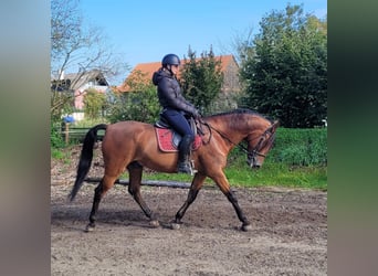 Andalusier Mix, Wallach, 7 Jahre, 159 cm, Dunkelbrauner