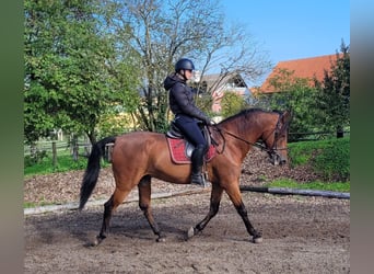 Andalusier Mix, Wallach, 7 Jahre, 159 cm, Dunkelbrauner