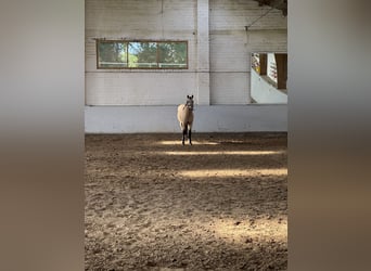 Andalusier, Wallach, 7 Jahre, 160 cm