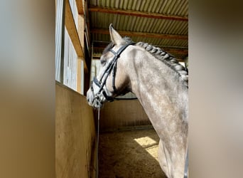 Andalusier, Wallach, 7 Jahre, 160 cm, Falbe
