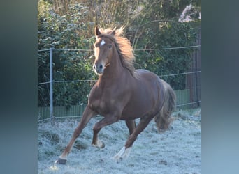 Andalusier, Wallach, 7 Jahre, 160 cm, Fuchs