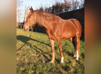 Andalusier, Wallach, 7 Jahre, 160 cm, Fuchs