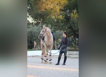 Andalusier, Wallach, 7 Jahre, 160 cm, Palomino