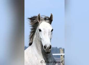 Andalusier, Wallach, 7 Jahre, 160 cm, Schimmel