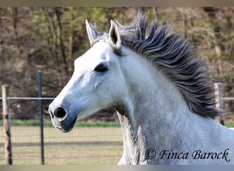 Andalusier, Wallach, 7 Jahre, 160 cm, Schimmel