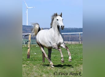 Andalusier, Wallach, 7 Jahre, 160 cm, Schimmel