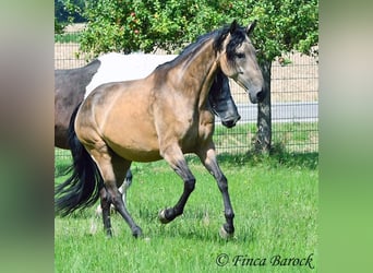 Andalusier, Wallach, 7 Jahre, 161 cm, Buckskin