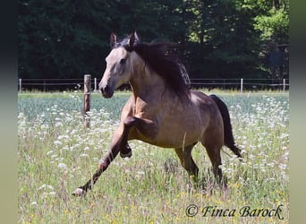 Andalusier, Wallach, 7 Jahre, 161 cm, Buckskin