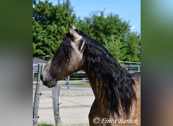 Andalusier, Wallach, 7 Jahre, 161 cm, Buckskin