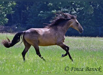 Andalusier, Wallach, 7 Jahre, 161 cm, Buckskin