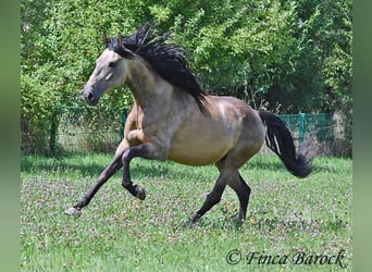Andalusier, Wallach, 7 Jahre, 161 cm, Buckskin