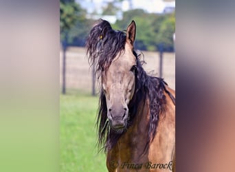Andalusier, Wallach, 7 Jahre, 161 cm, Buckskin