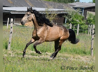 Andalusier, Wallach, 7 Jahre, 161 cm, Buckskin