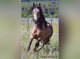 Andalusier, Wallach, 7 Jahre, 161 cm, Buckskin