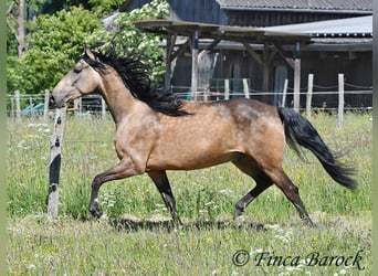 Andalusier, Wallach, 7 Jahre, 161 cm, Buckskin