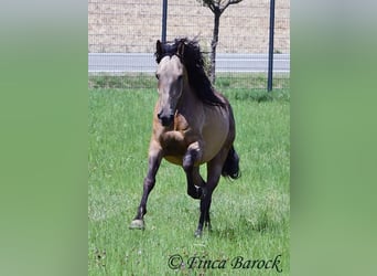 Andalusier, Wallach, 7 Jahre, 161 cm, Buckskin