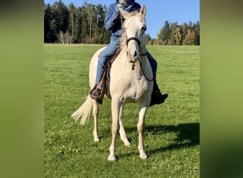 Andalusier, Wallach, 7 Jahre, 161 cm, Cremello