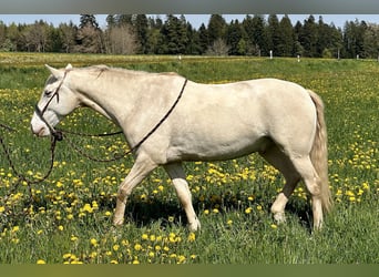 Andalusier, Wallach, 7 Jahre, 161 cm, Cremello