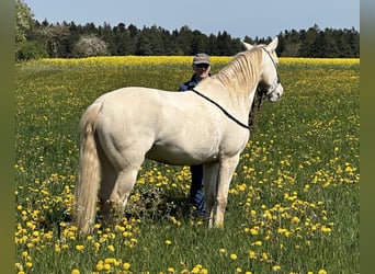Andalusier, Wallach, 7 Jahre, 161 cm, Cremello