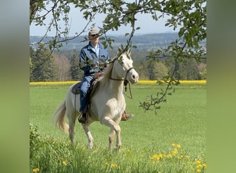 Andalusier, Wallach, 7 Jahre, 161 cm, Cremello