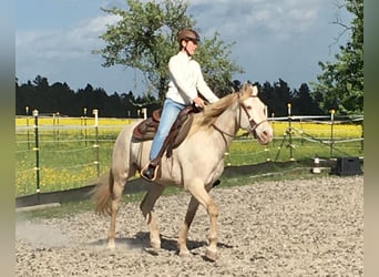 Andalusier, Wallach, 7 Jahre, 161 cm, Cremello