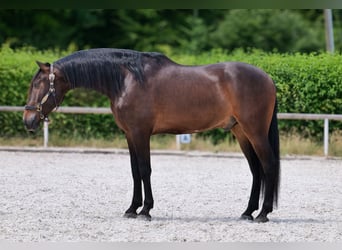 Andalusier, Wallach, 7 Jahre, 162 cm, Brauner
