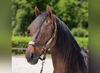 Andalusier, Wallach, 7 Jahre, 162 cm, Brauner