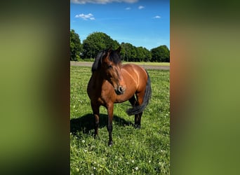 Andalusier Mix, Wallach, 7 Jahre, 162 cm, Brauner