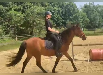 Andalusier Mix, Wallach, 7 Jahre, 162 cm, Brauner