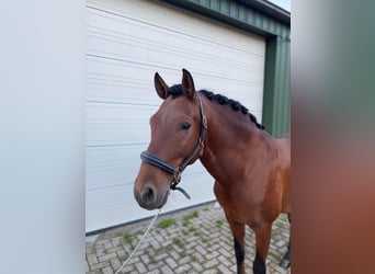 Andalusier, Wallach, 7 Jahre, 162 cm