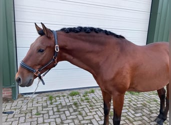 Andalusier, Wallach, 7 Jahre, 162 cm