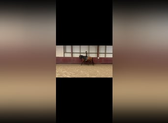 Andalusier, Wallach, 7 Jahre, 162 cm