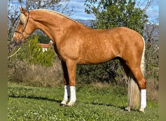Andalusier, Wallach, 7 Jahre, 163 cm, Palomino