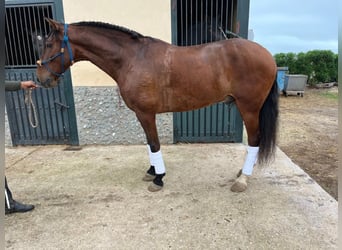 Andalusier, Wallach, 7 Jahre, 163 cm, Rotbrauner