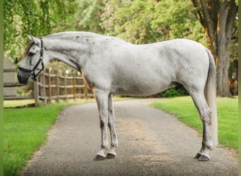 Andalusier, Wallach, 7 Jahre, 163 cm, Schimmel