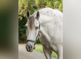 Andalusier, Wallach, 7 Jahre, 163 cm, Schimmel